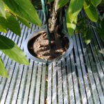 Obudowa drzew 120x120 (2)